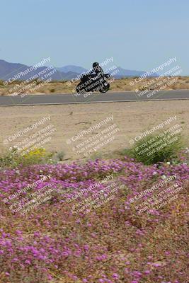 media/Mar-12-2023-SoCal Trackdays (Sun) [[d4c8249724]]/Turn 15 Inside Bloom (130pm)/